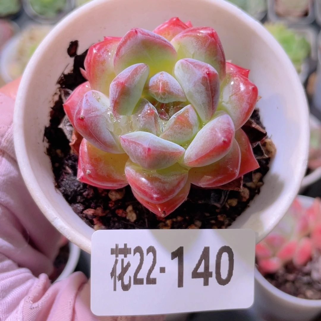 花利美22-140新品