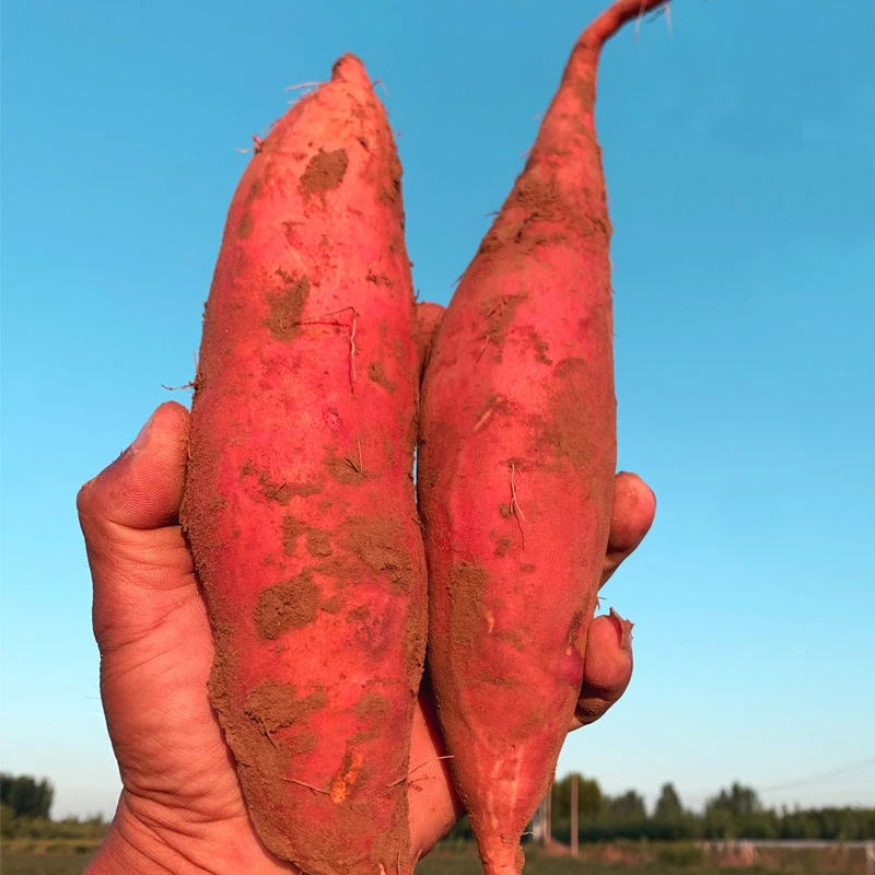 【大田脱毒】流油蜜薯红薯苗