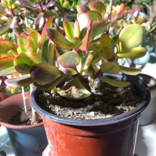 猜*～老花一棵脱土发