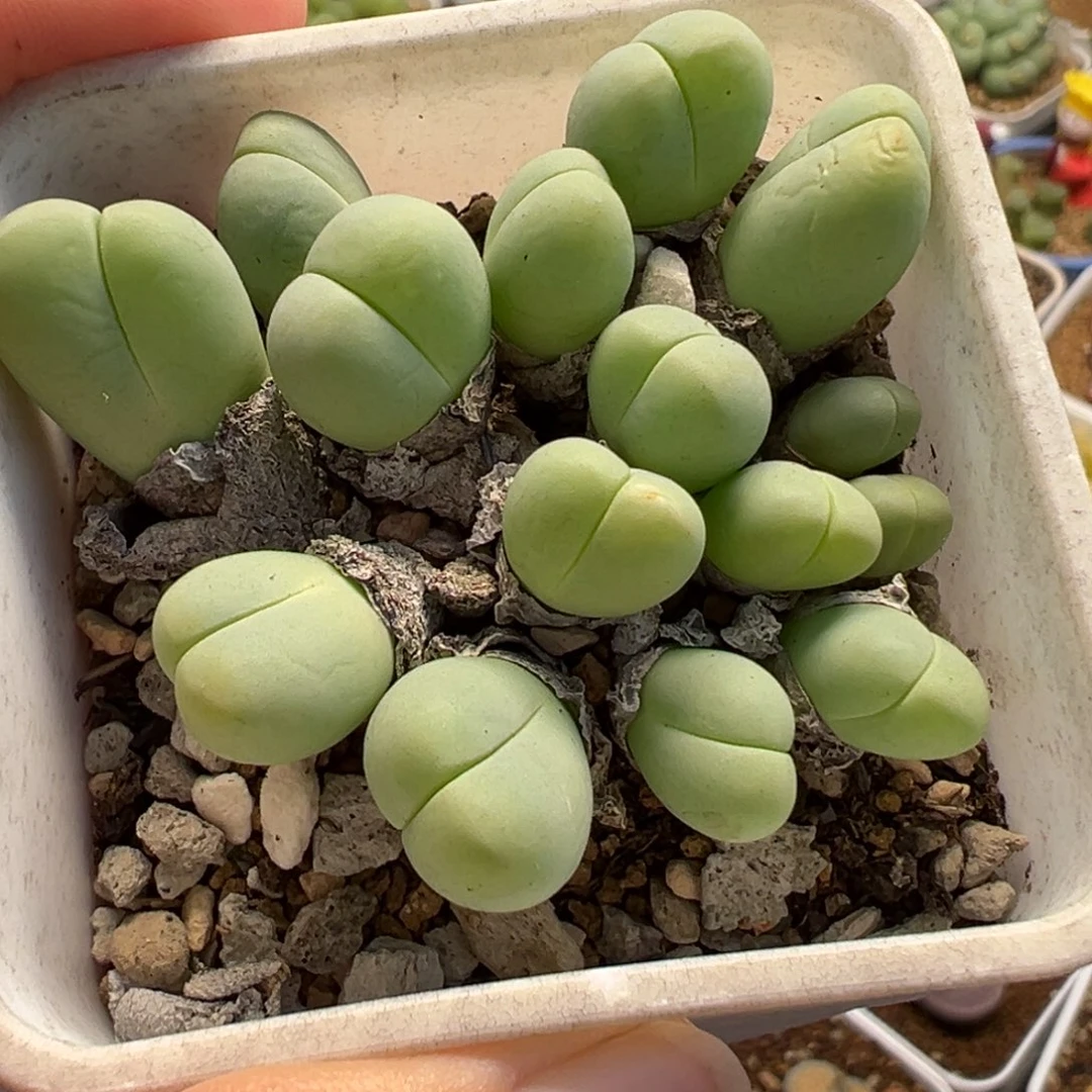 185多肉植物种类多样