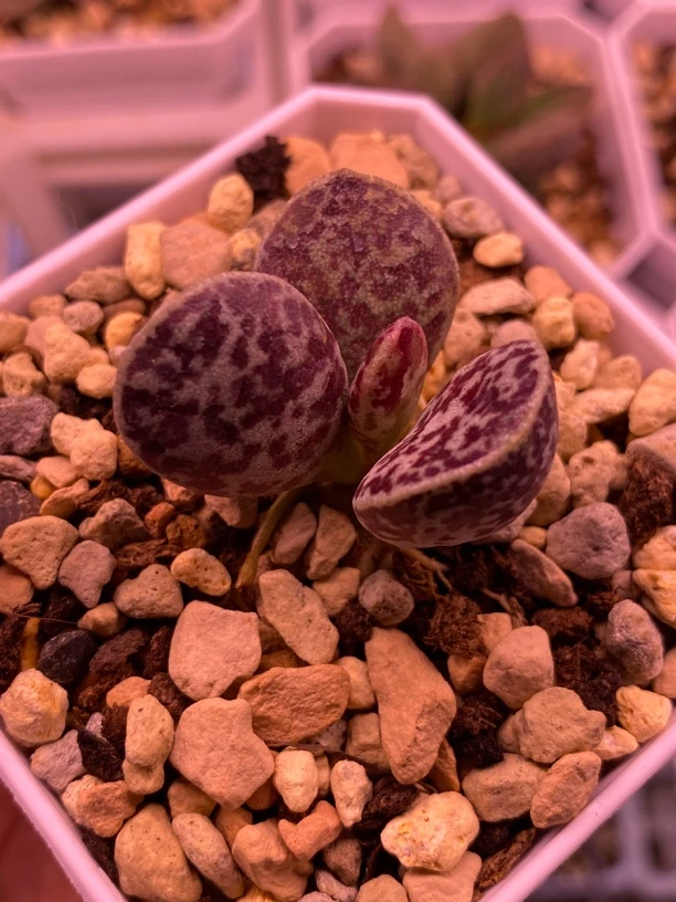 红马蛋水泡多肉满58包普快，包开箱