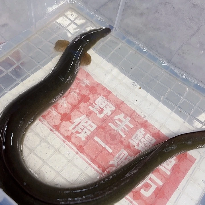 野生鳗鱼一斤半包活到家