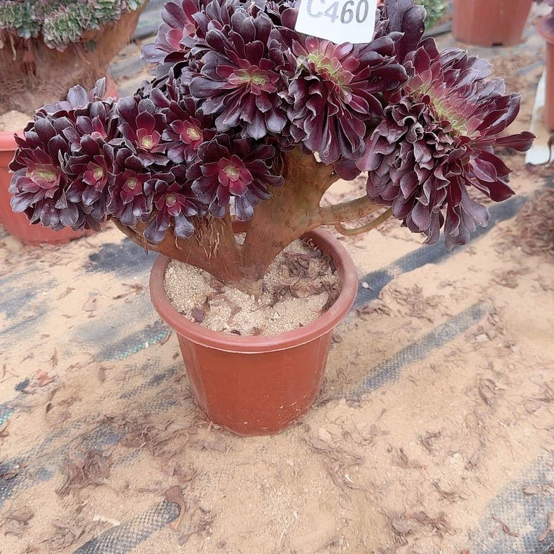 460欧紫一颗呀呀