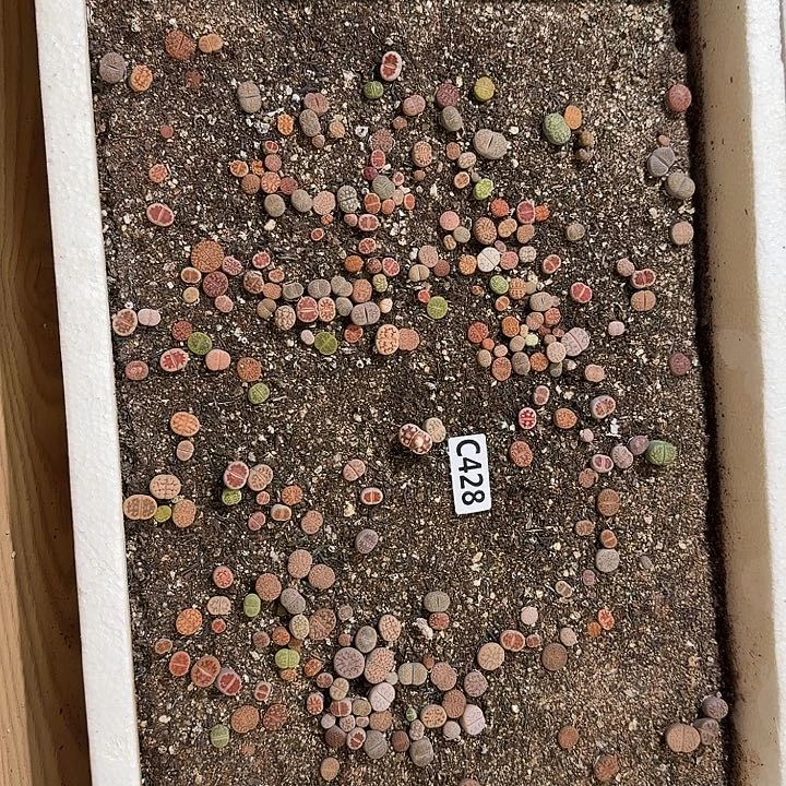 生428石花整框脱土发货不售后