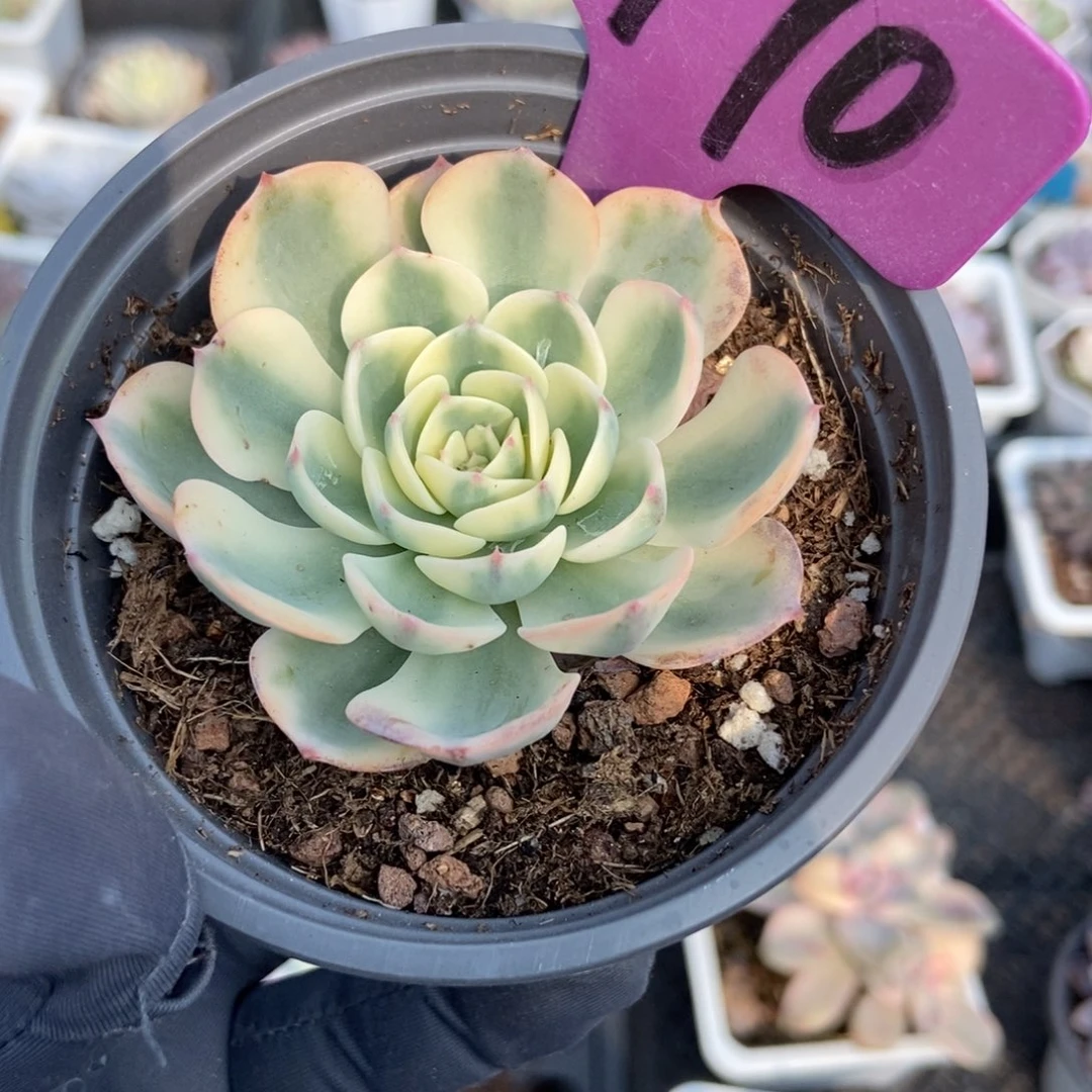 1970玉蝶锦多肉植物