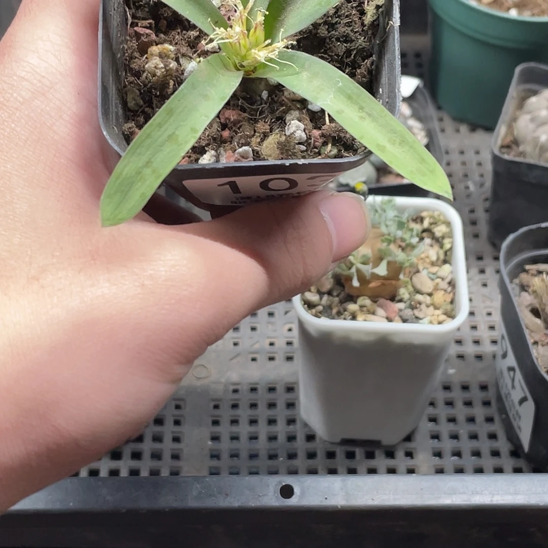 102秀丽立金花（满18包邮）