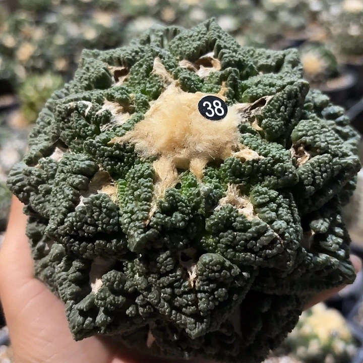 L***L袖蒲苗接落地牡丹38