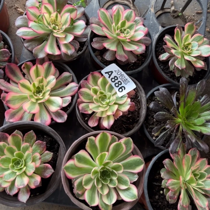 多肉植物886不售后
