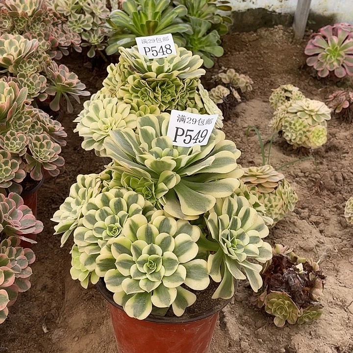 549绿豆沙多肉植物