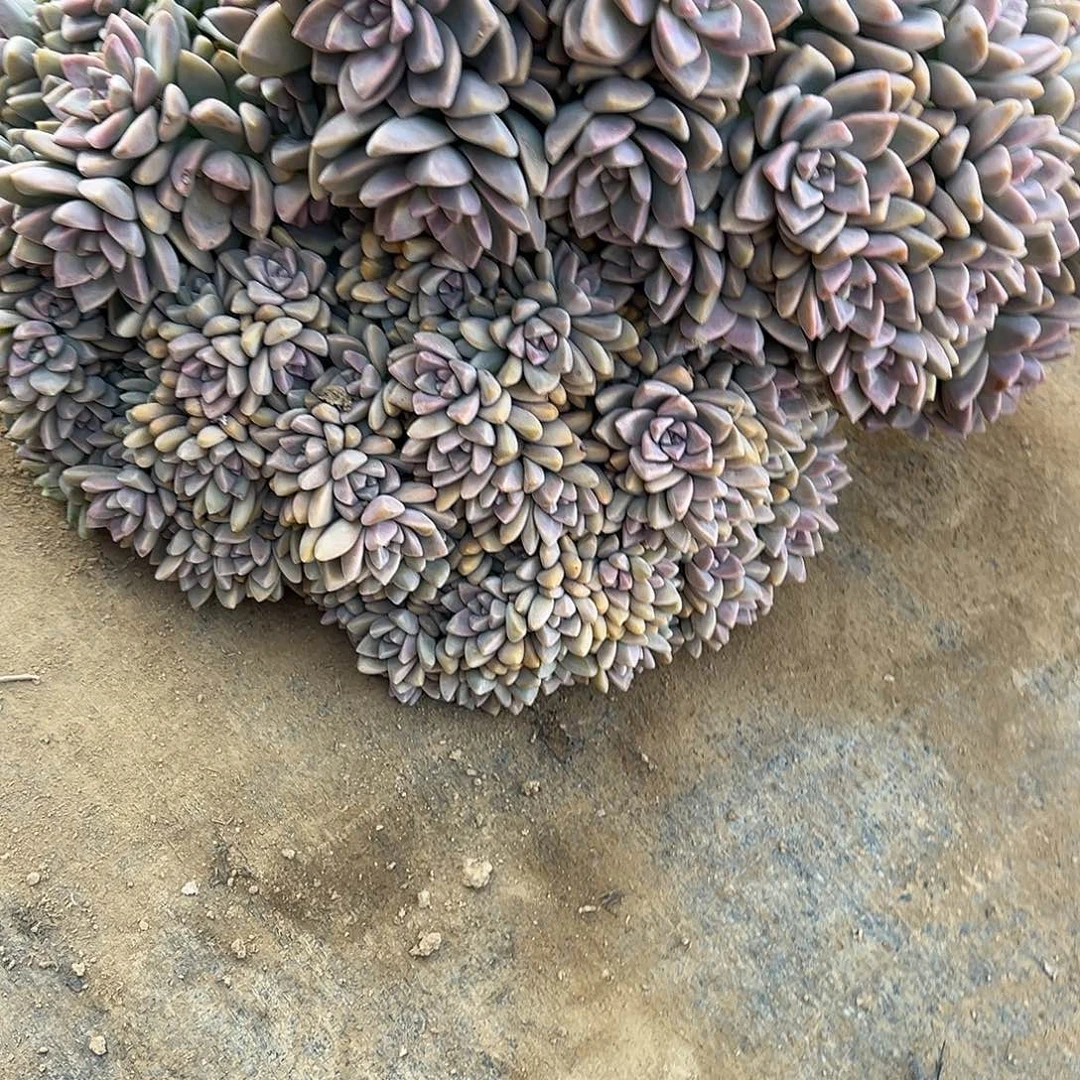 乔****4号淡雪缀化有瑕疵