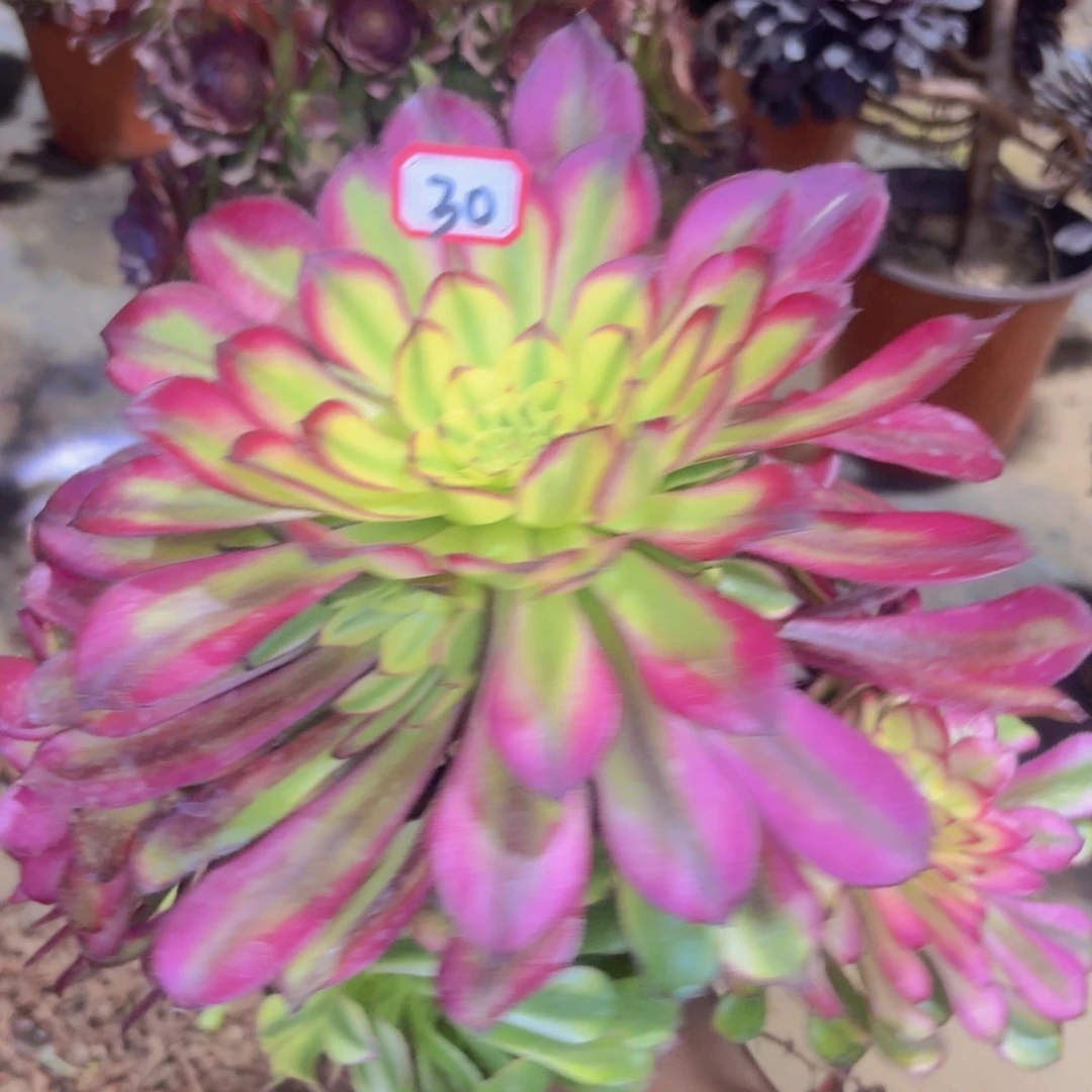 多肉法师铜雀台法师30