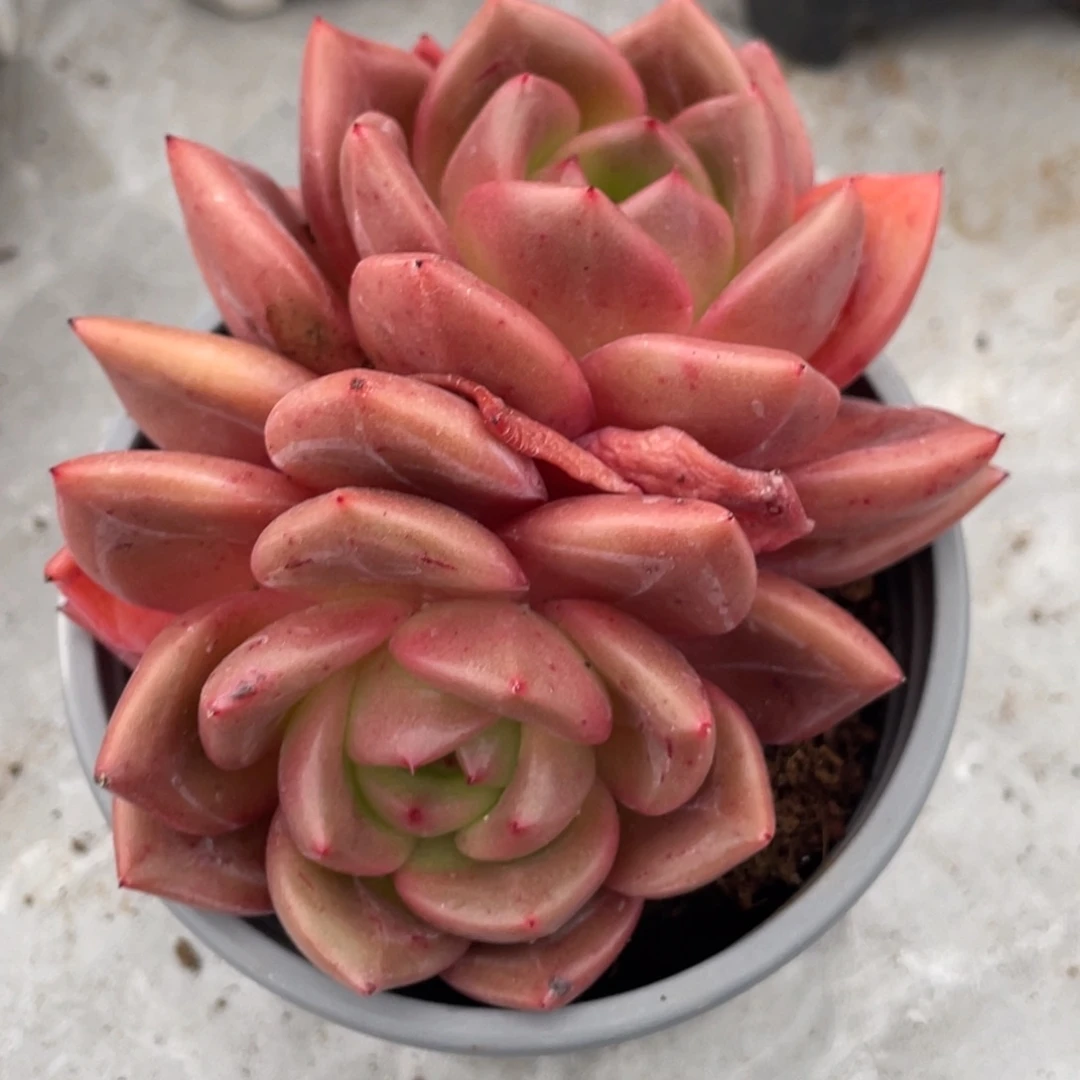 香槟双头满35包邮