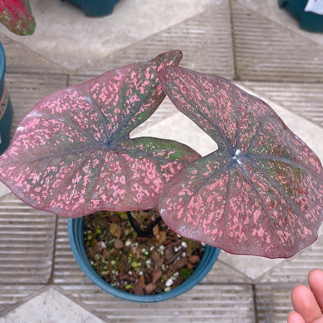 完全开放泰彩一物一拍1527