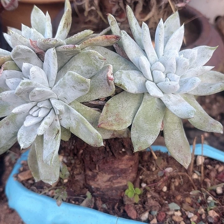 仙女杯多肉植物提取