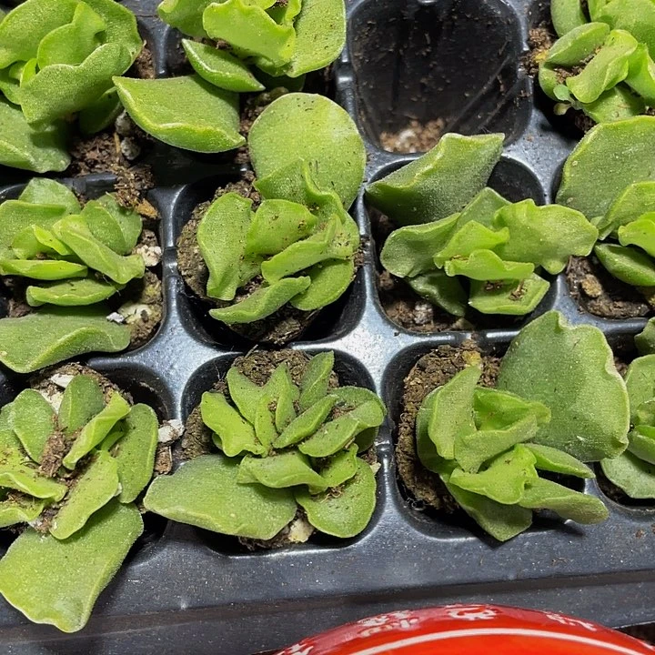 小绿饺子1.5带土发