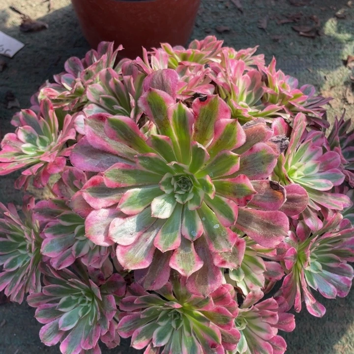 779红铜白精品法师多肉