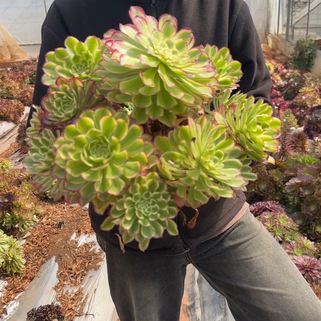 琉璃法师35cm以上