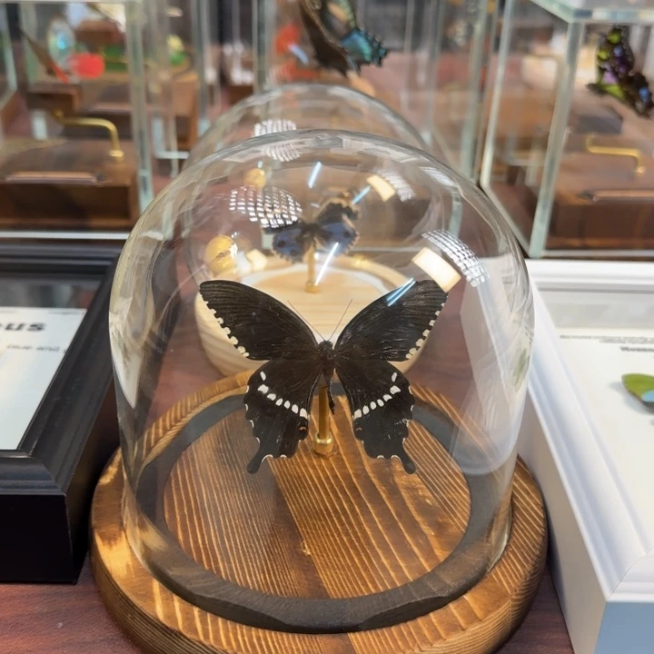 有机玻璃蝴蝶标本蝴蝶标本