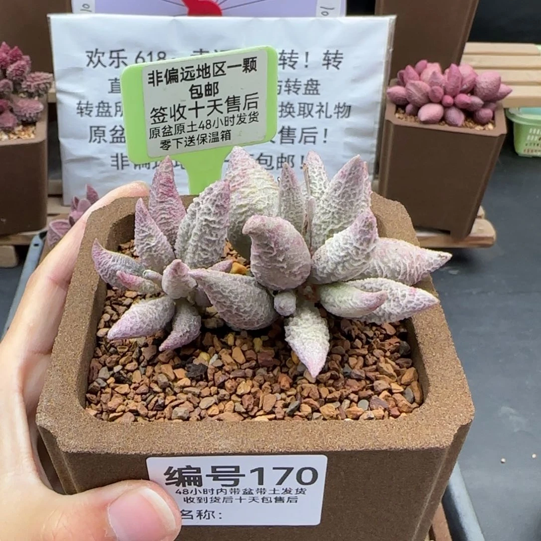 美**园170融冰多肉植物