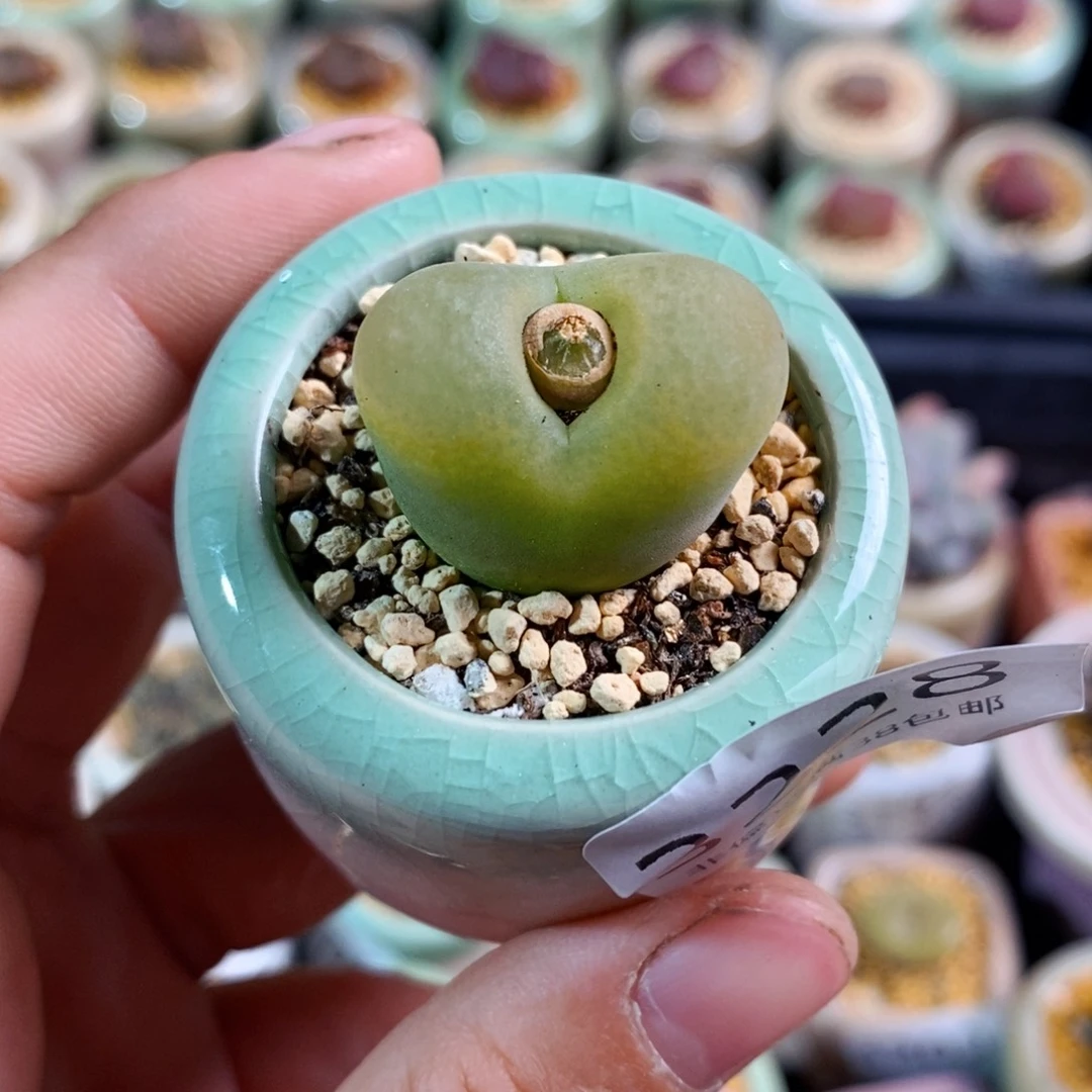 3228--一物一拍带盆