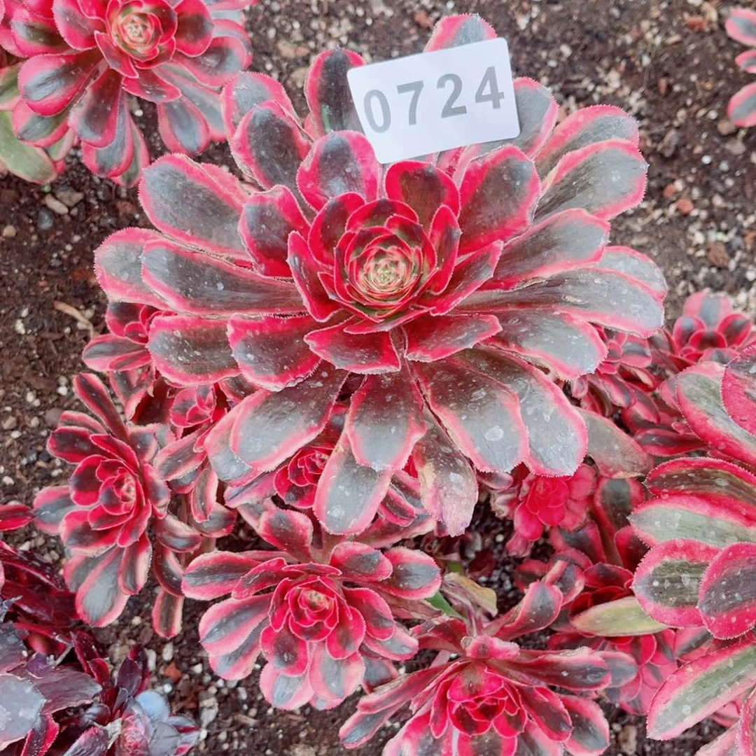 初恋多肉发货发货