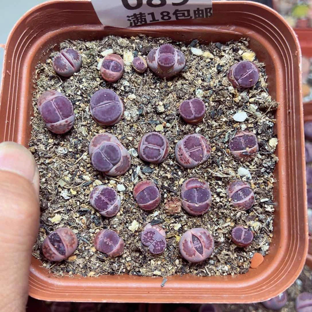 【闪购商品】 089.