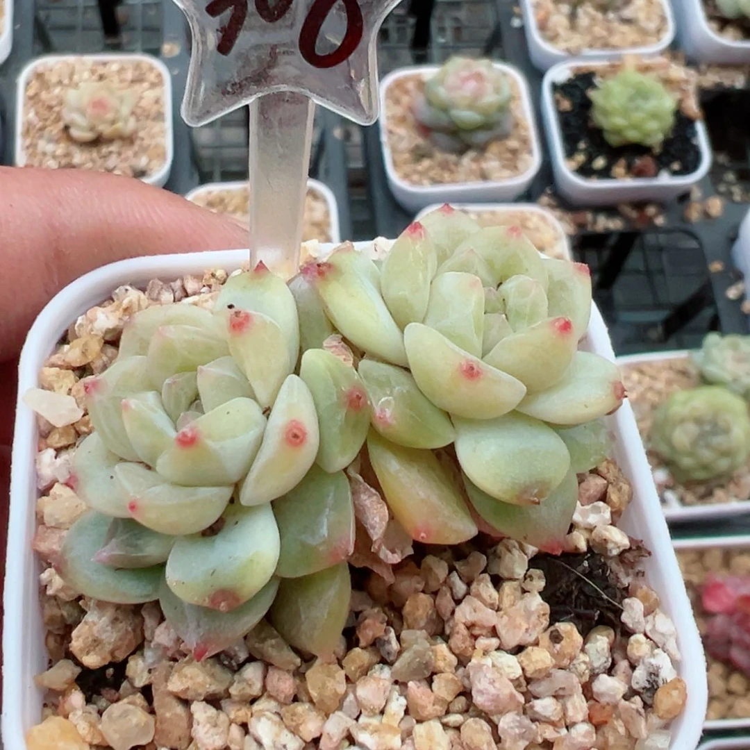 【闪购商品】308哈哈哈哈哈哈哈哈