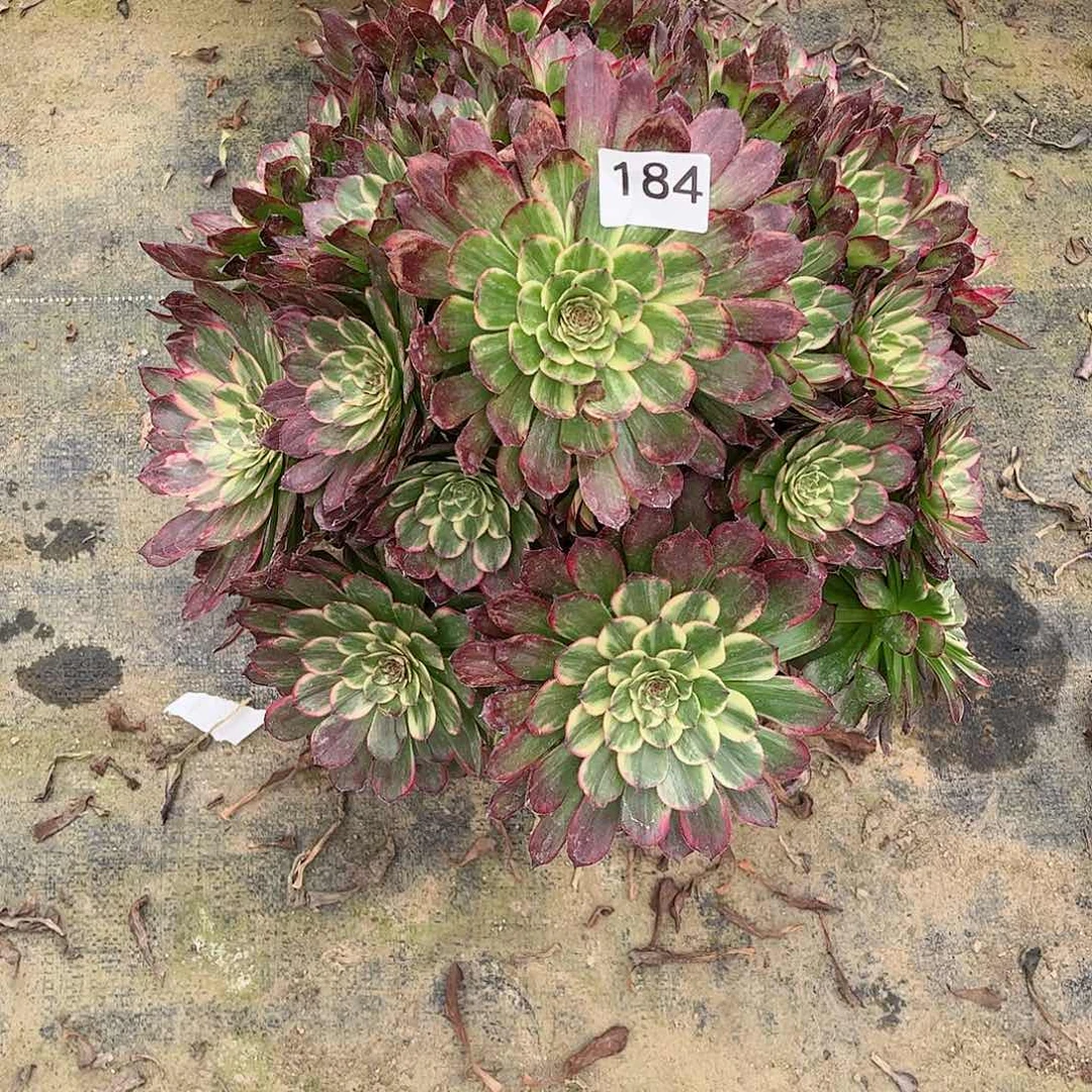 多肉嫦娥184多肉