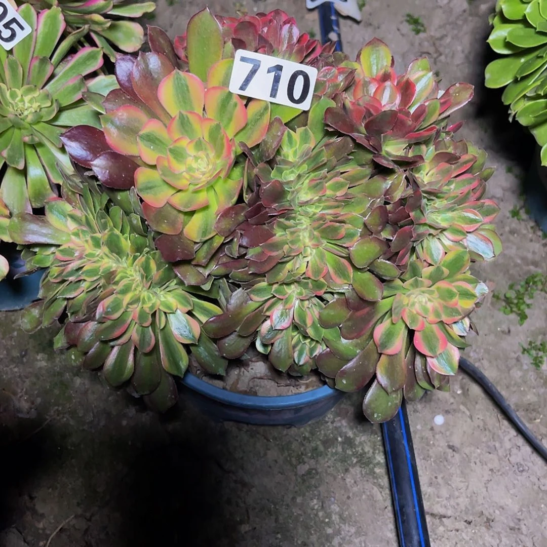 法师法师7-10包邮法师