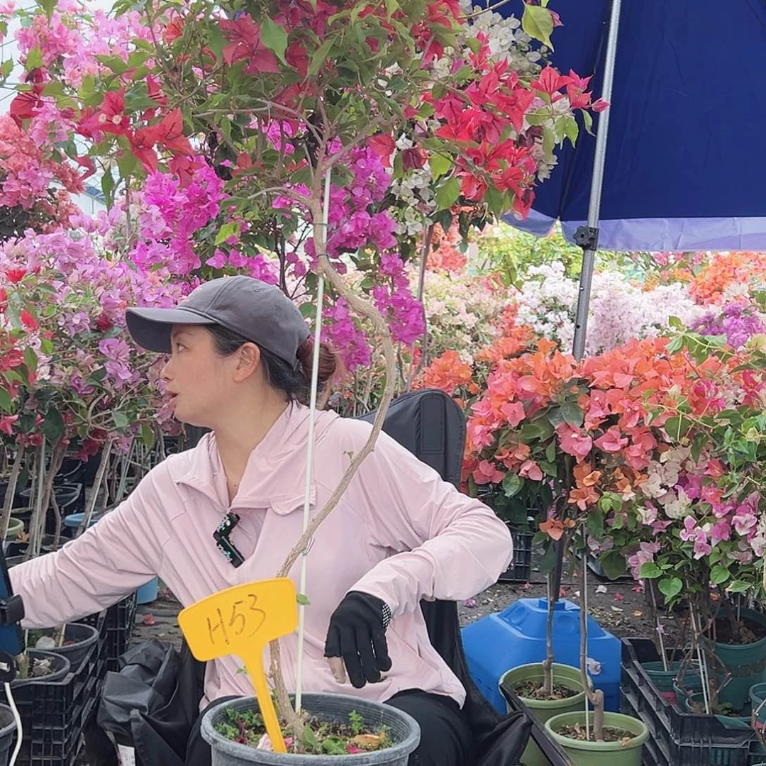 兰***兰大部分花苞少量开放H53酒红桑巴