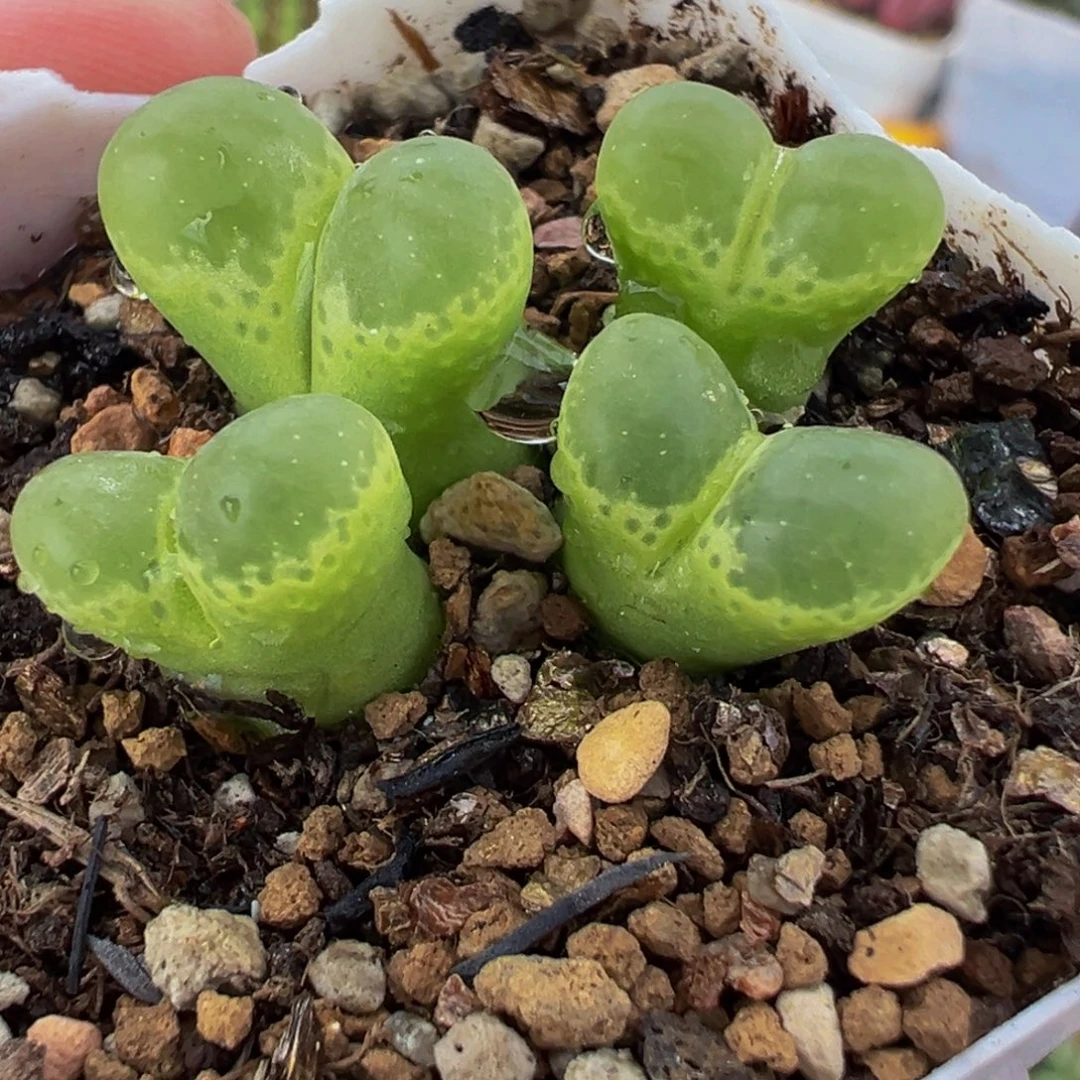 652多肉植物种类多样