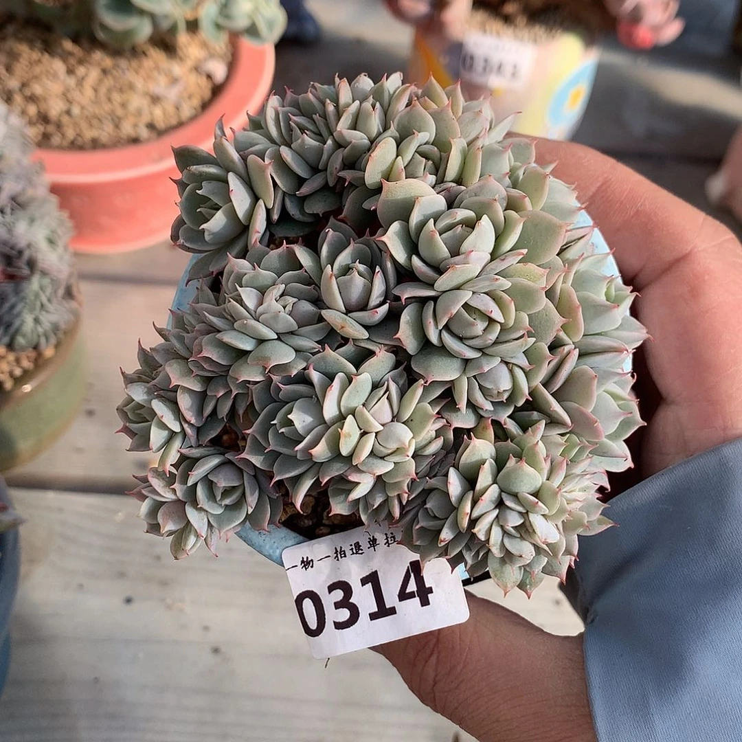314雪域蓝巴黎朵朵缀一颗9.5厘米