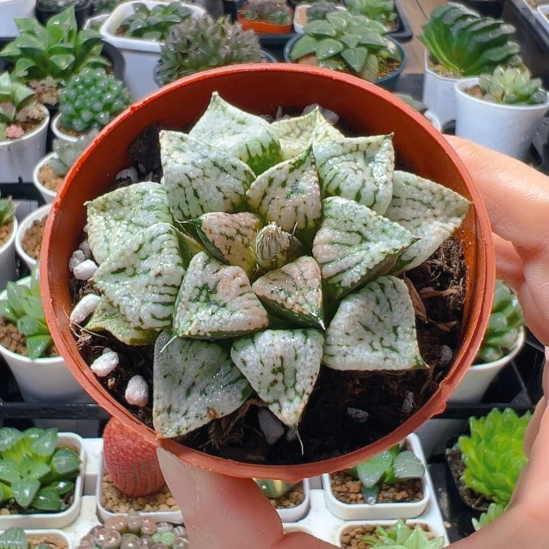 母本潘多拉红盆一颗