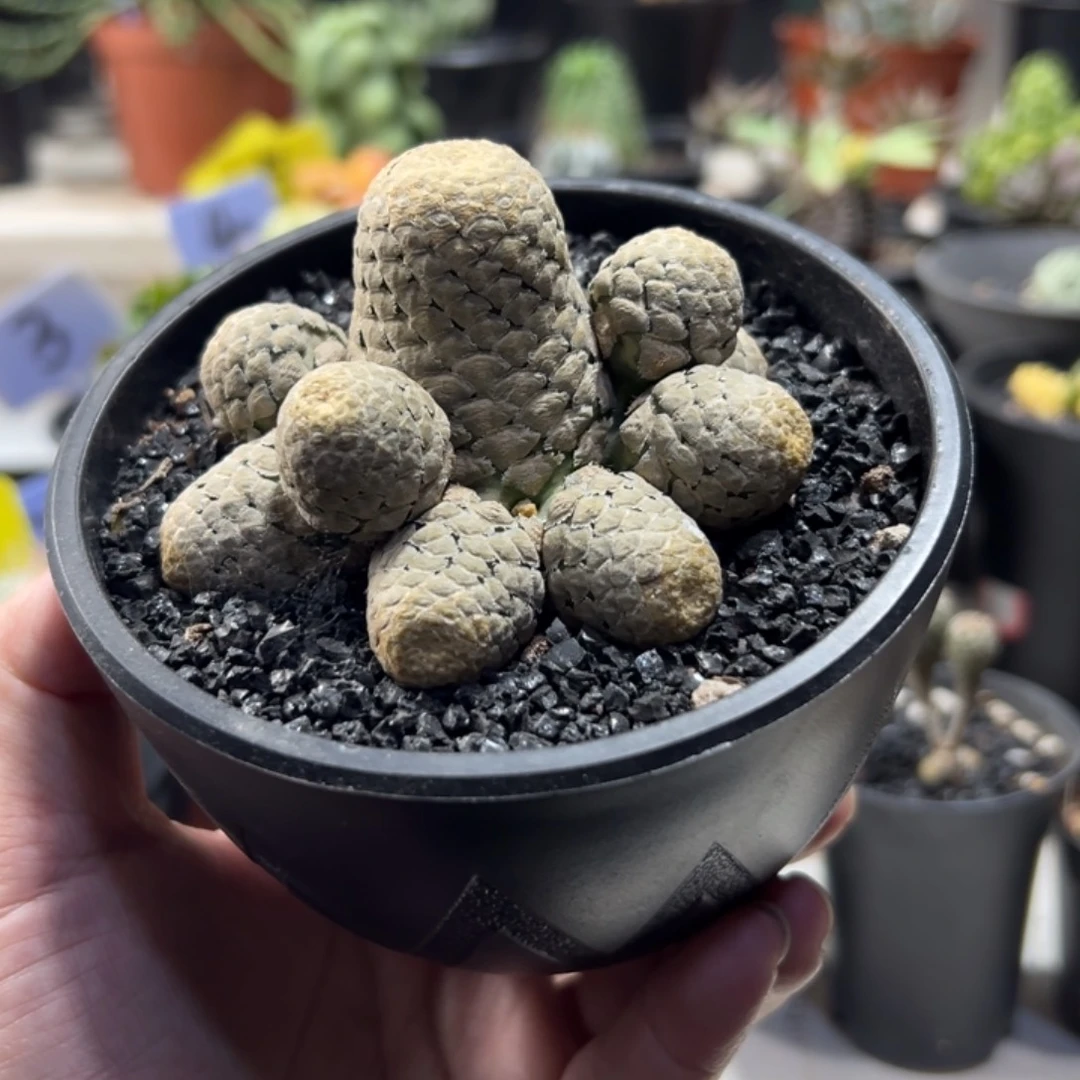 鱼鳞大戟带盆111111