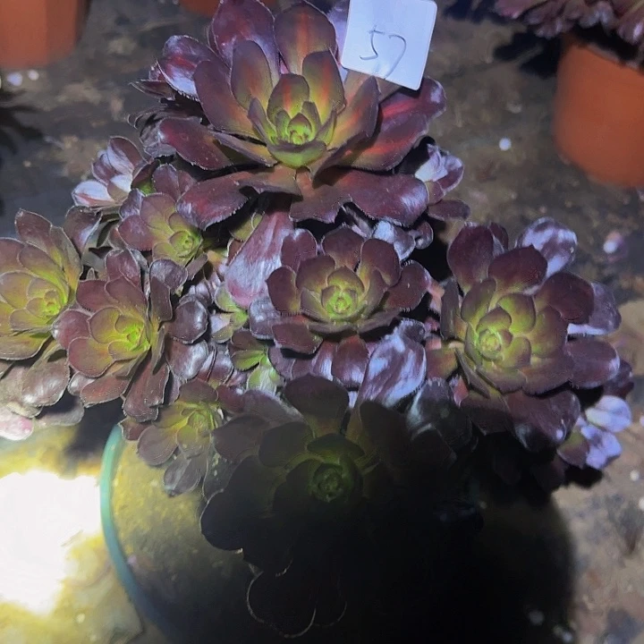 牡*晚霞捧花福利57