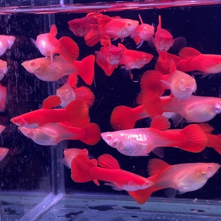 孔雀鱼血红20条孔雀鱼