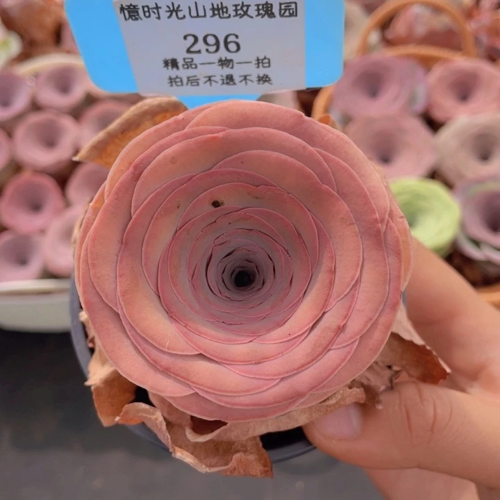 山地玫瑰296裸根发货不售后