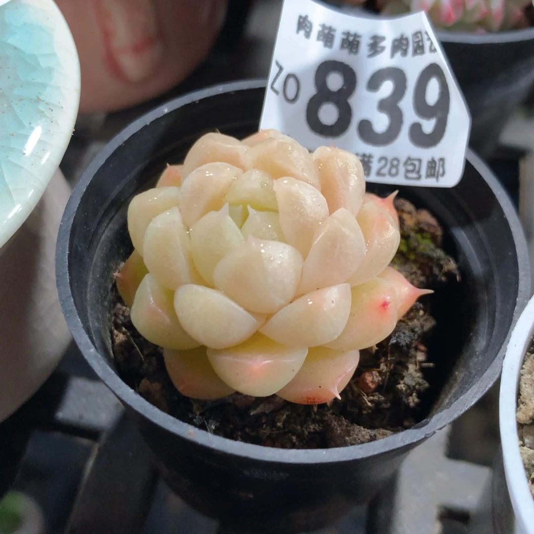 5CM拇指盆精控多肉ZO839