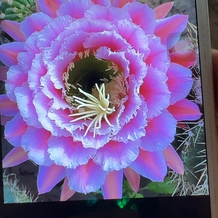 七仙女侧芽5公分左右毛花柱