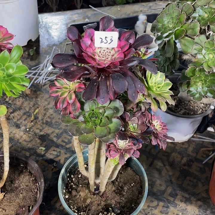 孤**飞架接法师一个253号