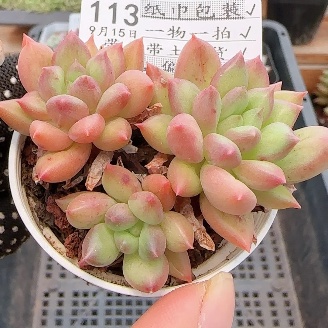 多肉0915-113所罗门