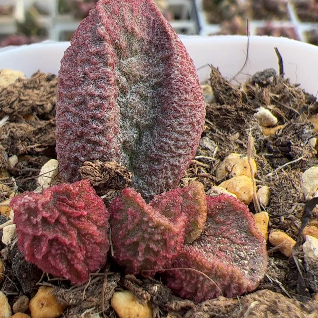 实生低叶苗多肉植物水泡