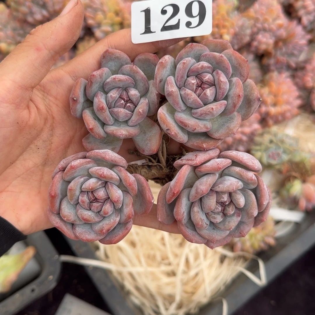 两颗星影一物一拍129