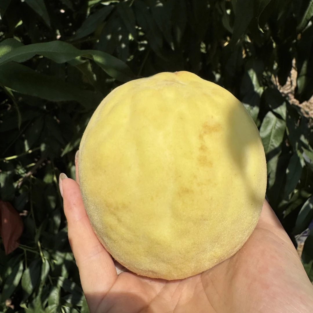 开封水蜜桃（秋天桃）