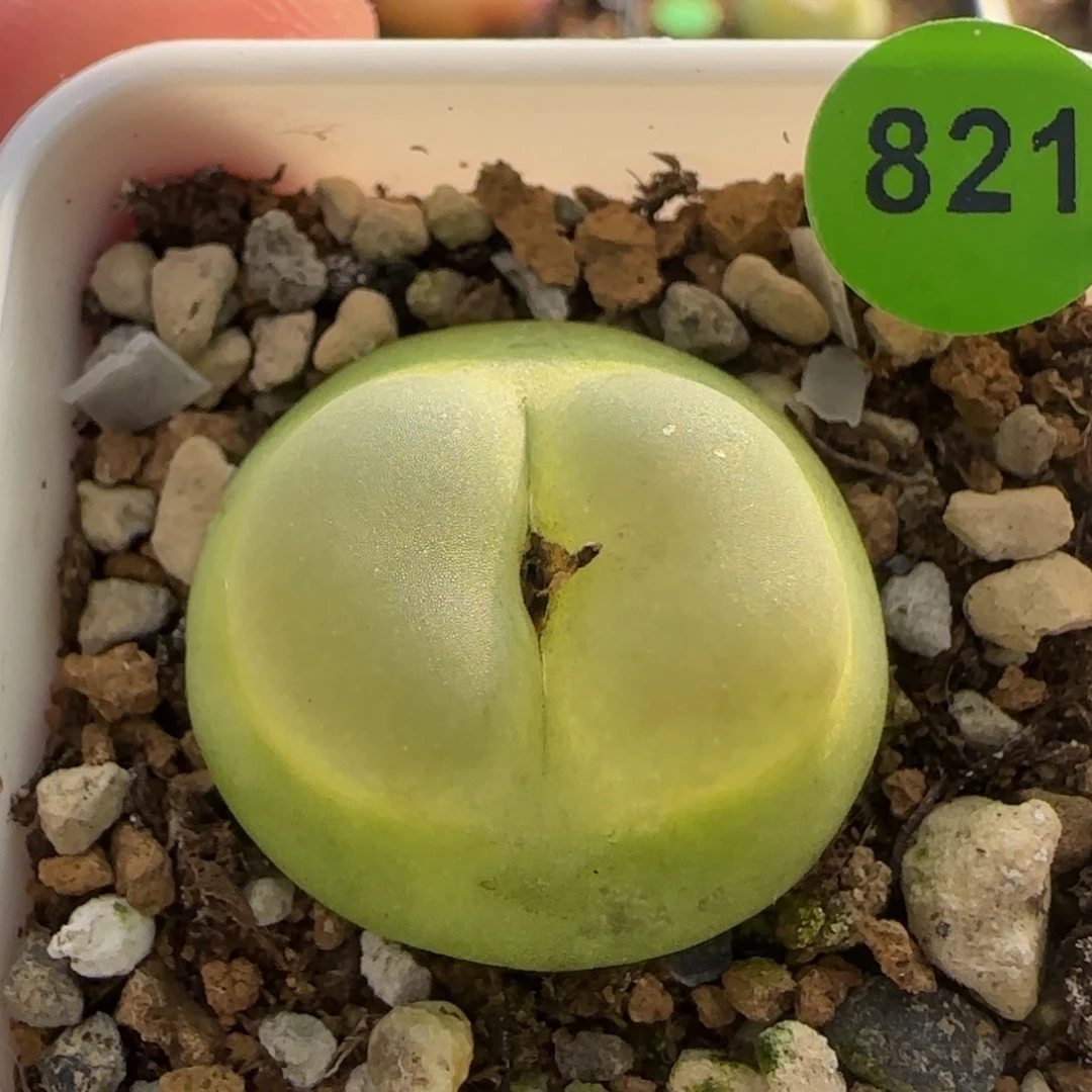 拉登2.2+多肉植物