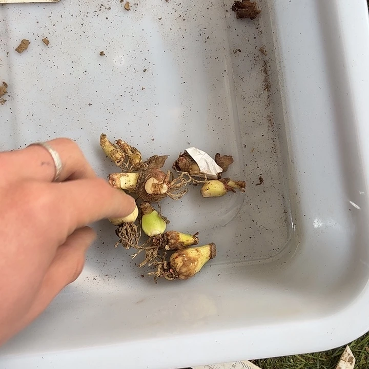 完全开放丽朵香妃侧芽9个小干不售后