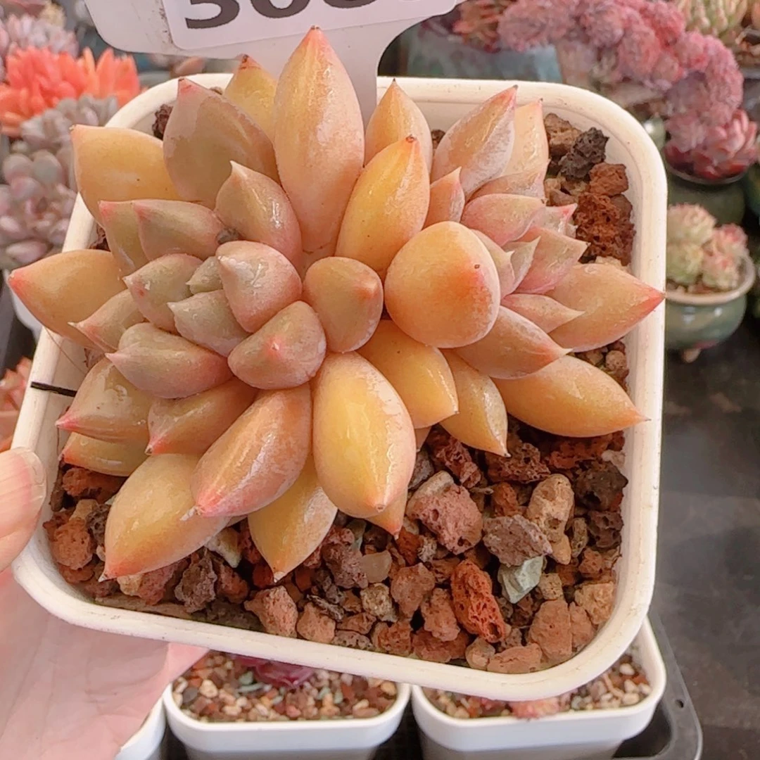 多肉植物3089……………..