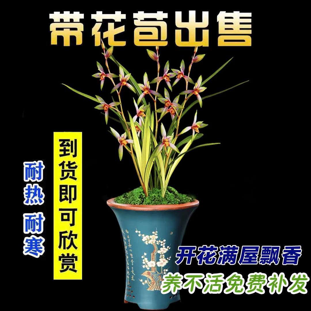 名贵兰花【带花苞】浓香型香水彩虹建兰四季兰室内办公室盆栽花卉