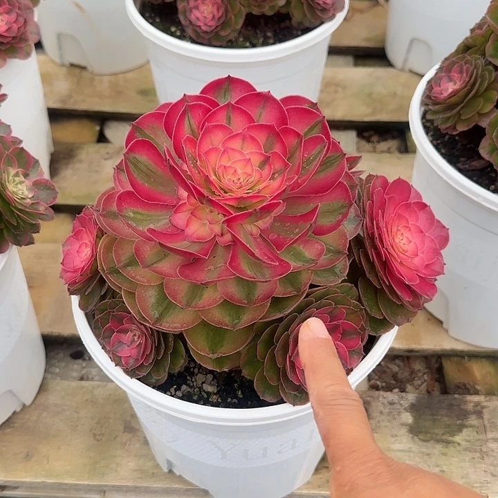 法师多肉植物荔枝