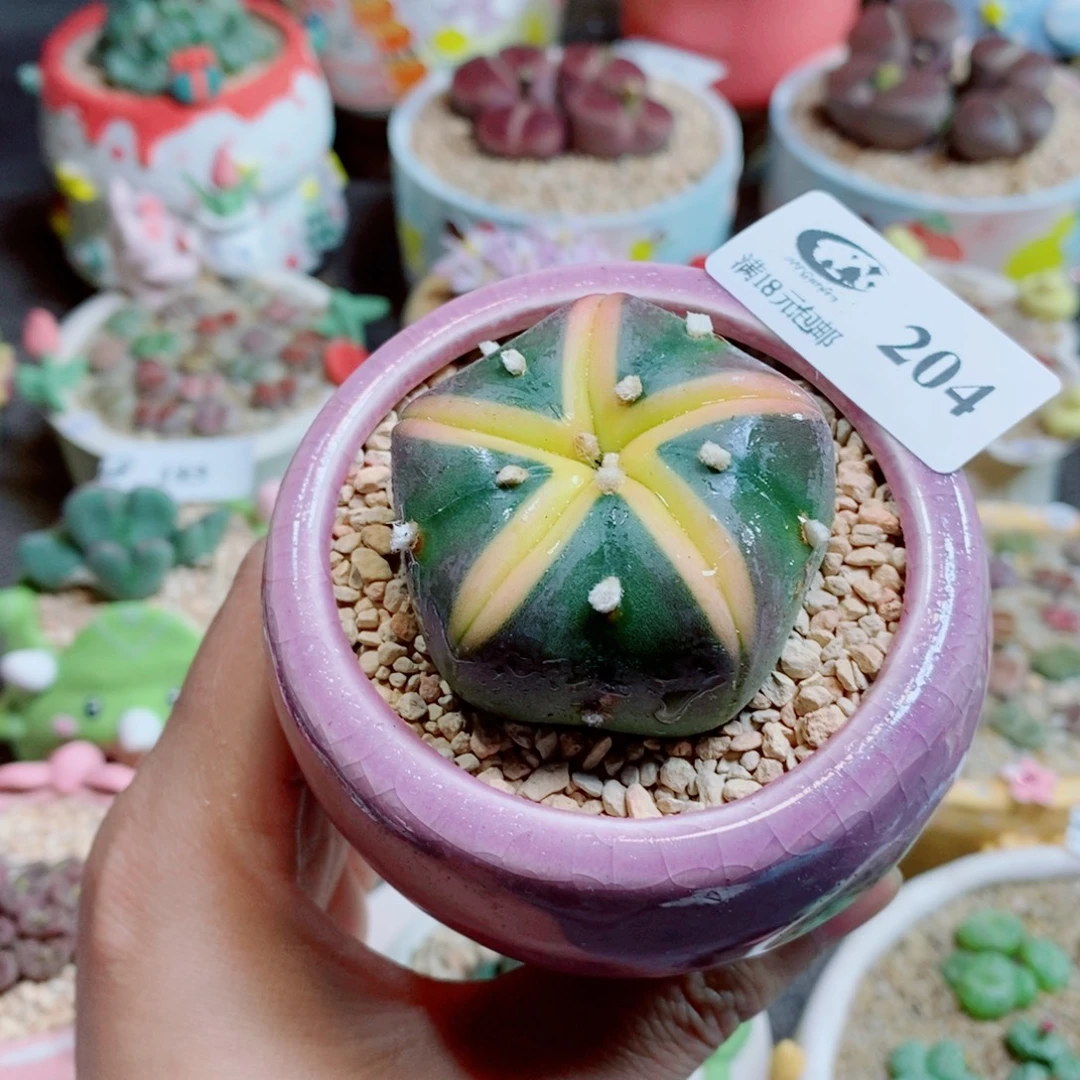 生石花花花花花花204